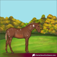 Horse Color:White Spotted Chestnut 