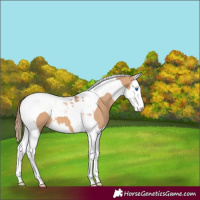 Horse Color:Red Dun Splash Tobiano 