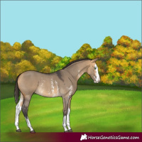 Horse Color:Buckskin Dun Sabino Splash