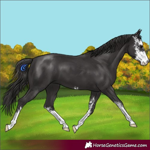 Horse Color:Smoky Black Sabino 