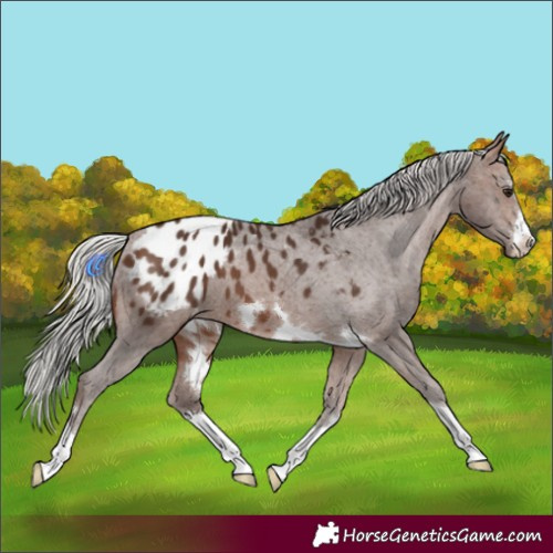 Horse Color:Silver Brown Appaloosa 