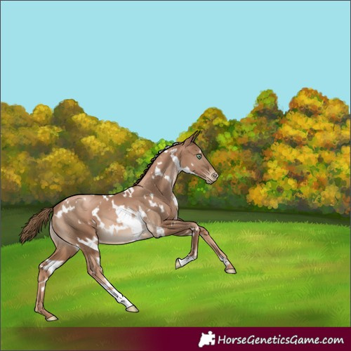 Horse Color:White Spotted Liver Chestnut Pearl 
