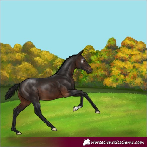 Horse Color:Gray Bay 