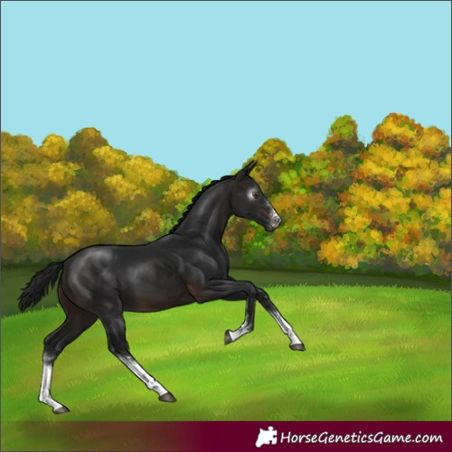 Horse Color:Gray Brown Sabino 
