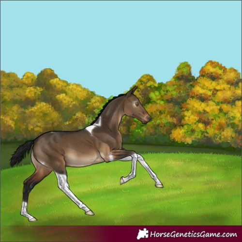 Horse Color:Gray Brown Dun Tobiano 