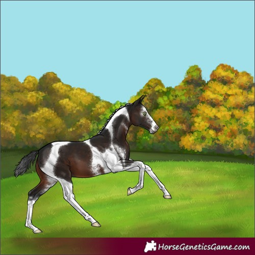 Horse Color:Gray Brown Sabino Tobiano 