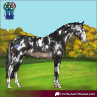 Horse Color:Gray White Spotted Brown Sabino