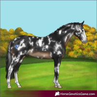 Horse Color:Gray White Spotted Brown Sabino 