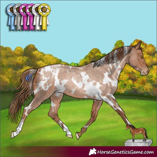 Horse Color:White Spotted Bay Roan Pearl 