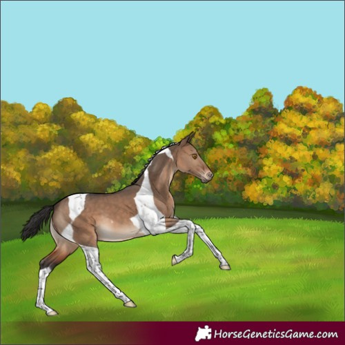 Horse Color:Brown Dun Tobiano 