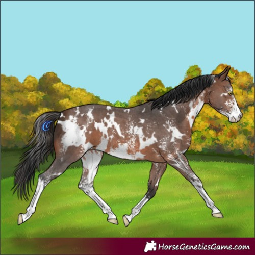 Horse Color:White Spotted Brown Sabino