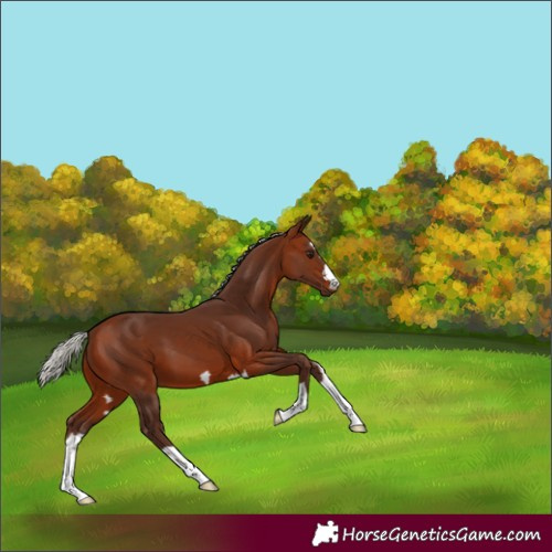 Horse Color:Silver Bay 