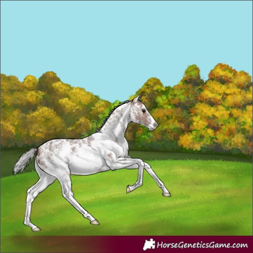 Horse Color:Silver Bay Sabino Appaloosa 