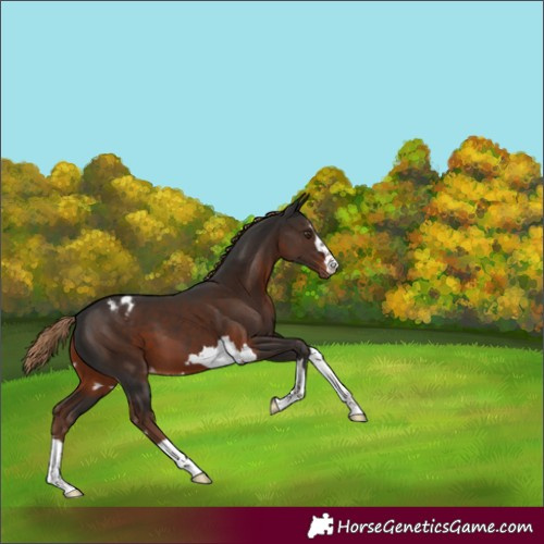 Horse Color:Liver Chestnut Appaloosa 