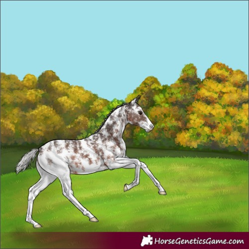Horse Color:Silver Brown Sabino Appaloosa 