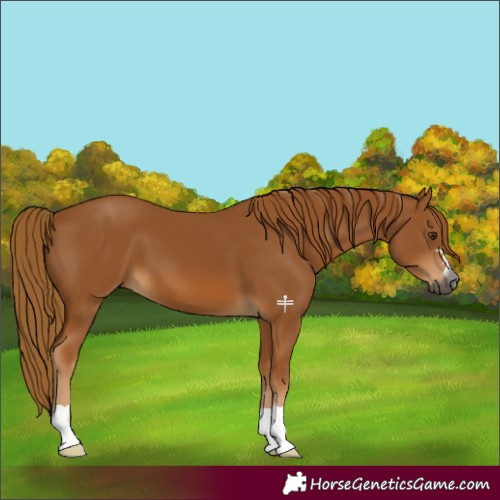 Horse Color:Gray Chestnut 