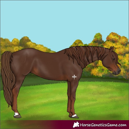 Horse Color:Gray Chestnut 