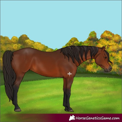 Horse Color:Gray Bay 