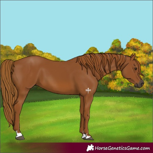 Horse Color:Gray Chestnut 