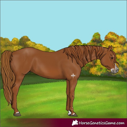 Horse Color:Gray Chestnut Splash 