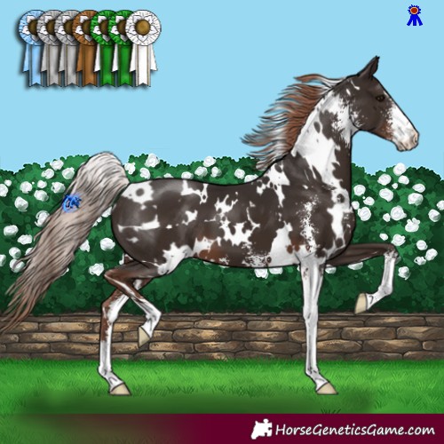 Horse Color:White Spotted Liver Chestnut Sabino 