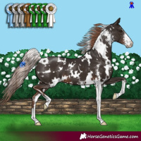 Horse Color:White Spotted Liver Chestnut Sabino