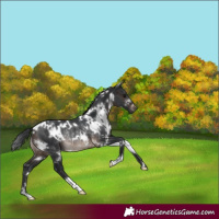 Horse Color:White Spotted Brown Rabicano 