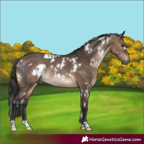 Horse Color:White Spotted Brown Dun Rabicano 