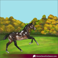 Horse Color:Gray White Spotted Brown Sabino Rabicano 