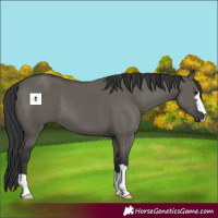 Horse Color:Grullo 