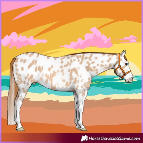 Horse Color:Red Dun Sabino Splash Appaloosa 