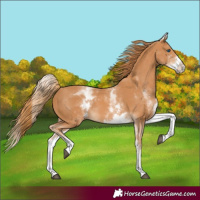 Horse Color:White Spotted Chestnut Splash 