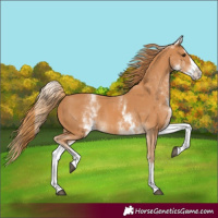 Horse Color:White Spotted Chestnut Splash 