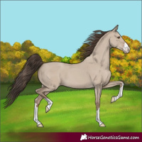 Horse Color:Classic Champagne Dun 