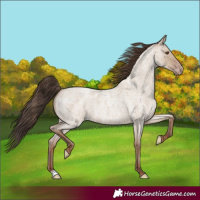 Horse Color:Classic Champagne Roan Dun