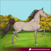 Horse Color:Classic Champagne Dun 