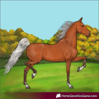 Horse Color:Silver Bay 