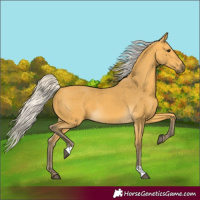 Horse Color:Silver Buckskin 