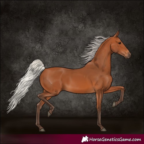 Horse Color:Silver Bay 