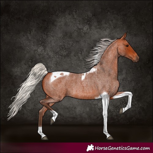 Horse Color:Silver Bay Roan Tobiano 