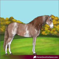 Horse Color:White Spotted Chestnut Sabino 