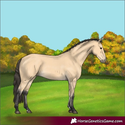 Horse Color:Buckskin