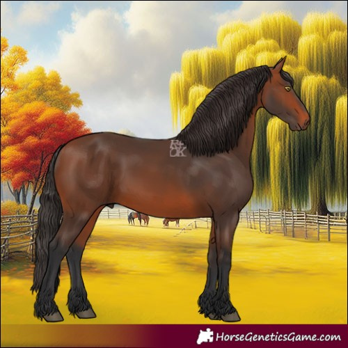 Horse Color:Bay 