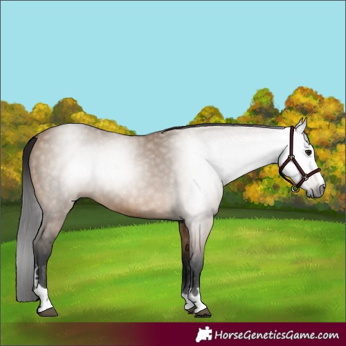 Horse Color:Gray Bay Dun 
