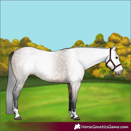 Horse Color:Gray Bay Dun 