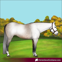 Horse Color:Gray Bay Dun