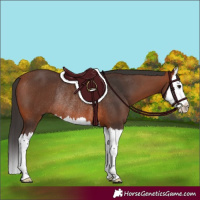 Horse Color:Bay Splash Rabicano