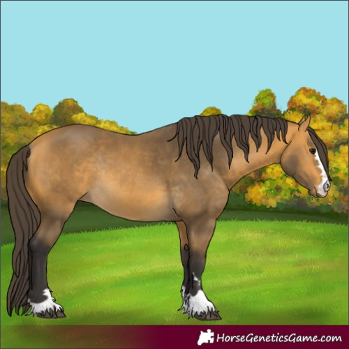 Horse Color:Buckskin Rabicano