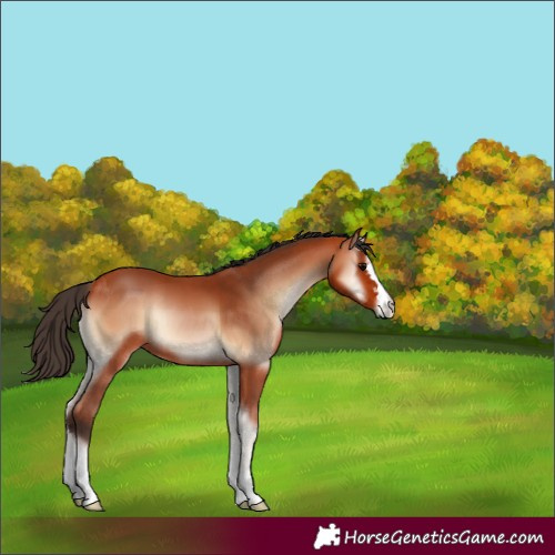 Horse Color:Bay Onyx 