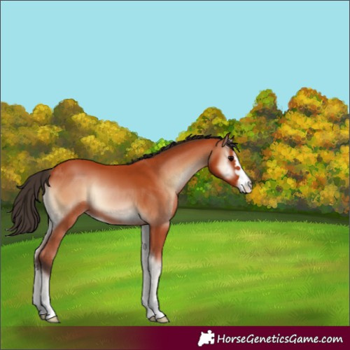 Horse Color:Bay Onyx 